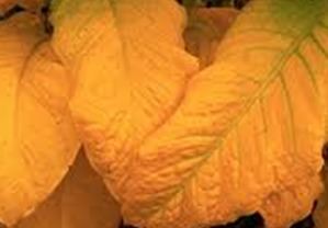 Tobacco Drying