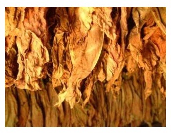 tobacco-flavors