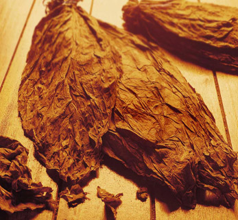 HAVANA2b leaf