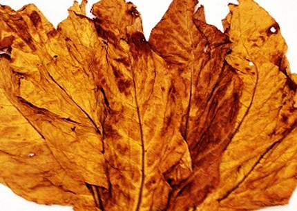 redleafvirginiatobacco2