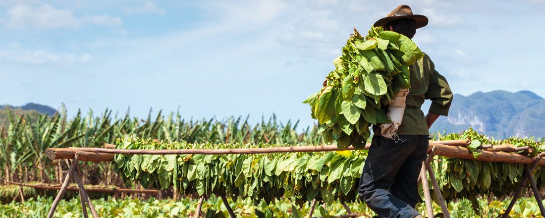 Tobacco Farmer 2