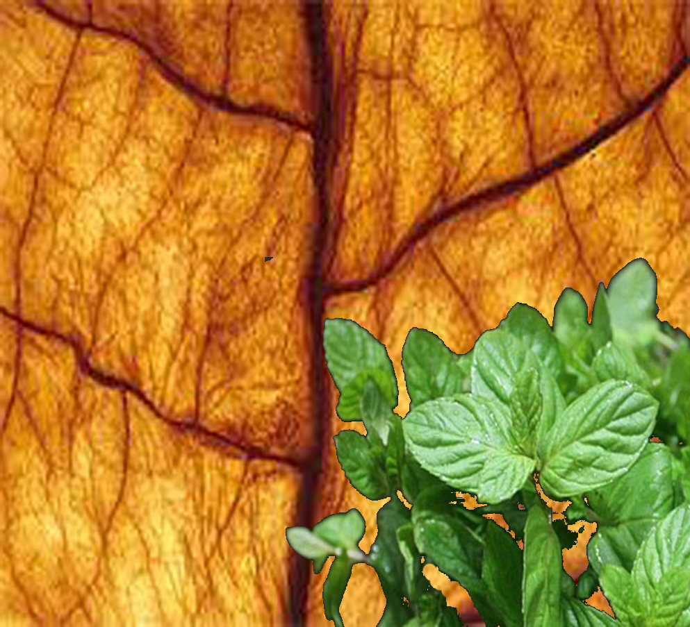 tobacco1